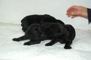 Cachorros con pocos días de edad. Foto 3. Schnauzer mediano negro.