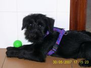Jirel Da Volvoreta con 2 meses de edad. Schnauzer mediano negro. 30-05-2007