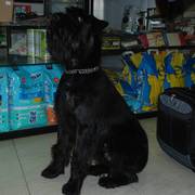 Karat Da Volvoreta sentado con año y medio de edad. Schnauzer mediano negro. 07-04-2010
