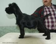 Millet Da Volvoreta posado con 77 días de edad. Cachorro de schnauzer mediano negro. 06-01-2011