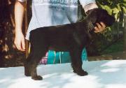 Foto de un cachorro de schnauzer mediano negro posado.