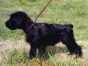 Foto antigua de un Cachorro de Schnauzer Mediano Negro