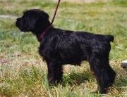 Cachorro de schnauzer mediano negro de correa.