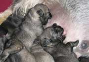 Cachorros mamando con 4 días de edad. Schnauzer mediano sal y pimienta. 18-07-2004