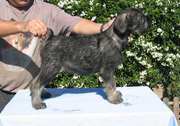 Cachorro con 2 meses de edad. Schnauzer mediano sal y pimienta. 16-09-2004