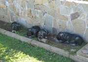 4 de los cachorros con 2 meses de edad. Schnauzer mediano sal y pimienta. 16-09-2004