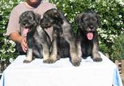 3 cachorros sentados con 2 meses de edad. Schnauzer mediano sal y pimienta. 16-09-2004