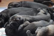 Cachorros con 12 días de edad. Camada de schnauzer mediano sal y pimienta. 29-06-2011