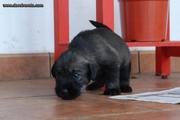 Reconociendo una nueva ubicación. Cachorro de schnauzer mediano sal y pimienta con 25 días de edad. 12-07-2011