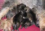 Cachorros de Schnauzer Mediano Sal y Pimienta con dos días de edad. Foto 001. 27-09-2003