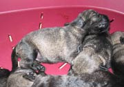 Cachorros con 4 días de edad. Foto 004. Schnauzer mediano sal y pimienta. 31-12-2003