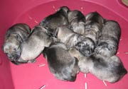 Cachorros con 4 días de edad. Foto 005. Schnauzer mediano sal y pimienta. 31-12-2003