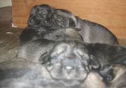 Cachorros con 10 días de edad. Foto 010. Schnauzer mediano sal y pimienta. 06-01-2004