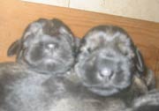 Cachorros con 10 días de edad. Foto 011. Schnauzer mediano sal y pimienta. 06-01-2004