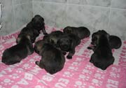 Cachorros con 17 días de edad. Foto 014. Schnauzer mediano sal y pimienta. 13-01-2004