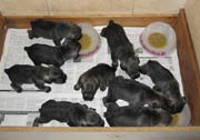 Cachorros con 20 días de edad. Foto 017. Schnauzer mediano sal y pimienta. 16-01-2004