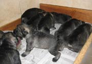 Cachorros con 23 días de edad. Foto 019. Schnauzer mediano sal y pimienta. 19-01-2004