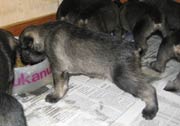 Cachorros con 23 días de edad. Foto 020. Schnauzer mediano sal y pimienta. 19-01-2004