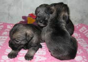 Cachorros con 23 días de edad. Foto 021. Schnauzer mediano sal y pimienta. 19-01-2004