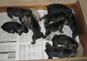 Cachorros con 23 días de edad. Foto 022. Schnauzer mediano sal y pimienta. 19-01-2004