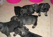 Cachorros con 32 días de edad. Foto 029. Schnauzer mediano sal y pimienta. 28-01-2004
