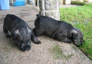 Cachorros con 32 días de edad. Foto 033. Schnauzer mediano sal y pimienta. 28-01-2004