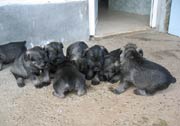 Cachorros con 32 días de edad. Foto 034. Schnauzer mediano sal y pimienta. 28-01-2004