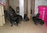 Cachorros con 32 días de edad. Foto 035. Schnauzer mediano sal y pimienta. 28-01-2004