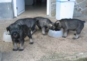 Cachorros con 39 días de edad. Foto 052. Schnauzer mediano sal y pimienta. 04-02-2004