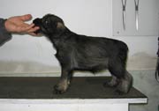 Cachorros con 41 días de edad. Foto 059. Schnauzer mediano sal y pimienta. 06-02-2004