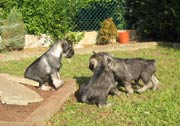 Cachorros con 51 días de edad. Foto 072. Schnauzer mediano sal y pimienta. 16-02-2004