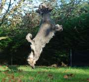 Nelly Da Volvoreta saltando para alcanzar las ramas del árbol. 26-10-2014