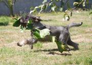 'Jack' corriendo con su rama. Cachorro de schnauzer mediano sal y pimienta con 6 meses y medio.  31-07-2010