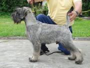 Yes To Volvoreta Grand Calvera ('Jack'). Un cachorro de schnauzer mediano sal y pimienta a punto de cumplir los 5 meses de edad.  13-06-2010