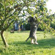 A 'Jack' le encantan las peras. Todos los días va hasta el árbol, salta hasta que coge alguna y se la come. Schnauzer mediano sal y pimienta. 17-07-2010