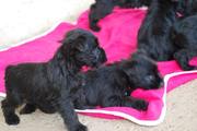 Cachorros con 36 días de edad. Foto 8. Schnauzer miniatura negro. 12-10-2008