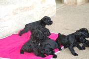 Cachorros con 36 días de edad. Foto 9.  Schnauzer miniatura negro. 12-10-2008