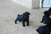 Cachorros con 36 días de edad. Foto 10. Schnauzer miniatura negro. 12-10-2008