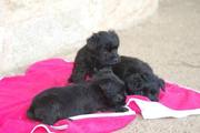 Cachorros con 36 días de edad. Foto 11. Schnauzer miniatura negro. 12-10-2008