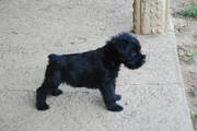 Cachorros con 36 días de edad. Foto 12. Schnauzer miniatura negro. 12-10-2008