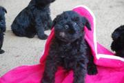 Cachorros con 36 días de edad. Foto 15. Schnauzer miniatura negro. 12-10-2008