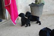 Cachorros con 36 días de edad. Foto 16. Schnauzer miniatura negro. 12-10-2008