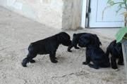 Cachorros con 36 días de edad. Foto 18. Schnauzer miniatura negro. 12-10-2008