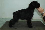 Cachorro con 86 días de edad. Foto 30. Schnauzer miniatura negro. 01-12-2008