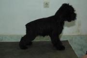 Cachorro con 86 días de edad. Foto 31. Schnauzer miniatura negro. 01-12-2008