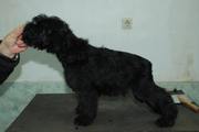 Cachorro con 86 días de edad. Foto 33. Schnauzer miniatura negro. 01-12-2008