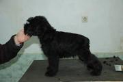 Cachorros con 86 días de edad. Foto 35. Schnauzer miniatura negro. 01-12-2008