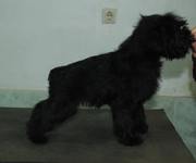Cachorros con 86 días de edad. Foto 37. Schnauzer miniatura negro. 01-12-2008