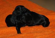 Dos cachorros de schnauzer miniatura negro con unas horas de edad