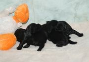 Cachorros de schnauzer miniatura negro.  06-12-2009